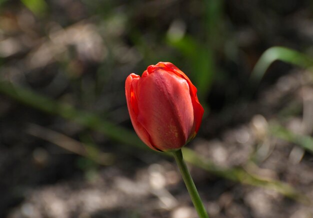 Tulipano rosso in fiore in una mattina di maggio