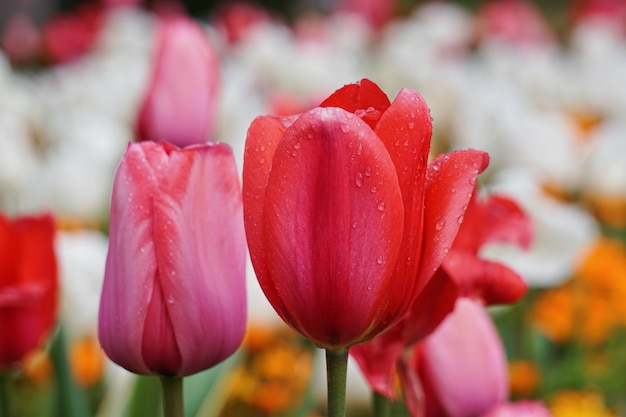 tulipano rosso in primavera nel giardino