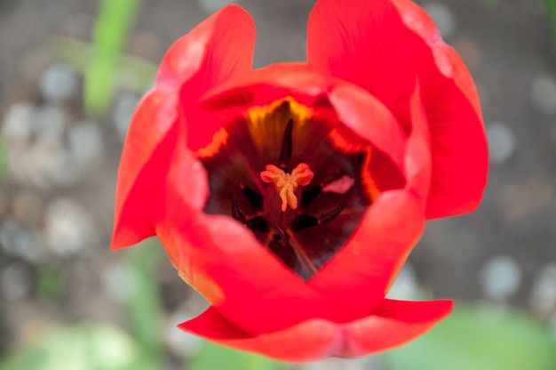 Tulipano rosso in vista superiore