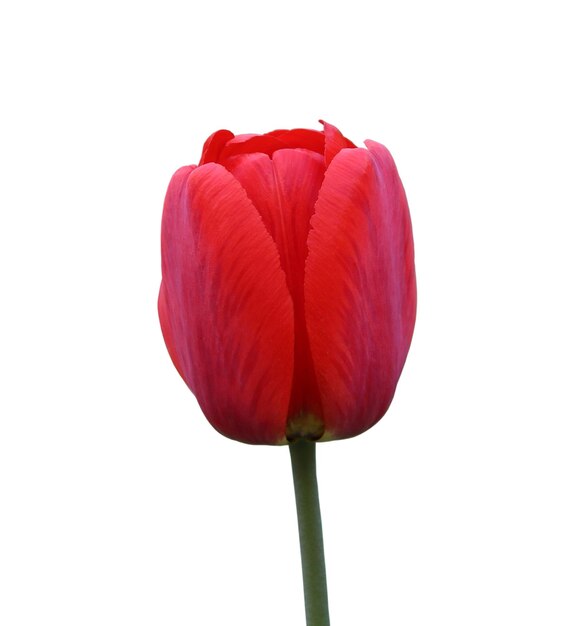 Tulipano rosso isolato su sfondo bianco