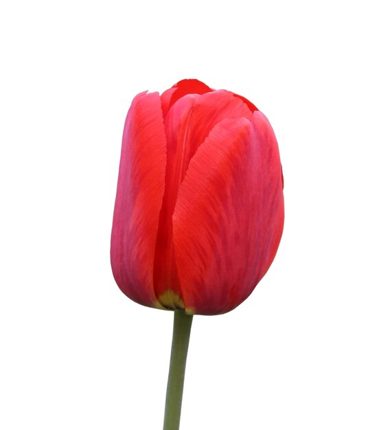 Tulipano rosso isolato su sfondo bianco