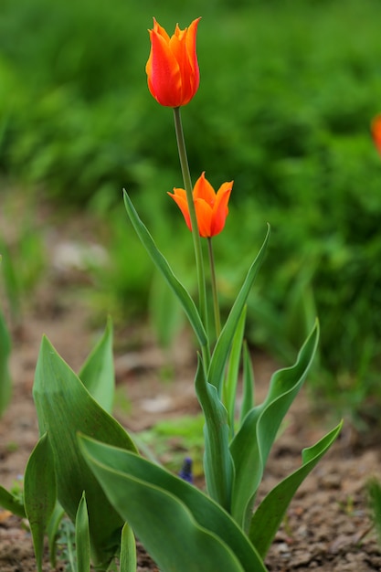 Tulipano rosso nell&#39;erba