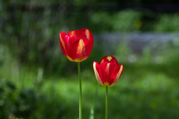 Tulipano rosso su sfondo verde sfocato