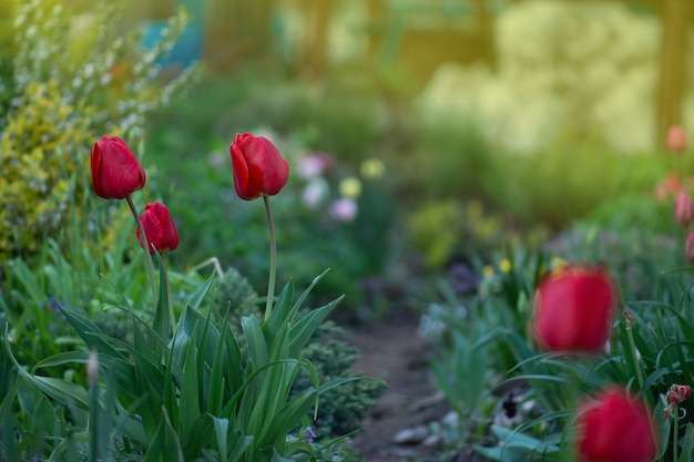 Tulipano rosso su sfondo verde