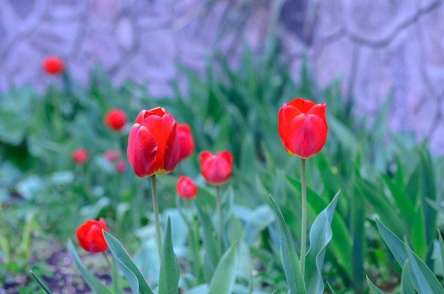 Tulipano rosso su un'aiuola in giardino