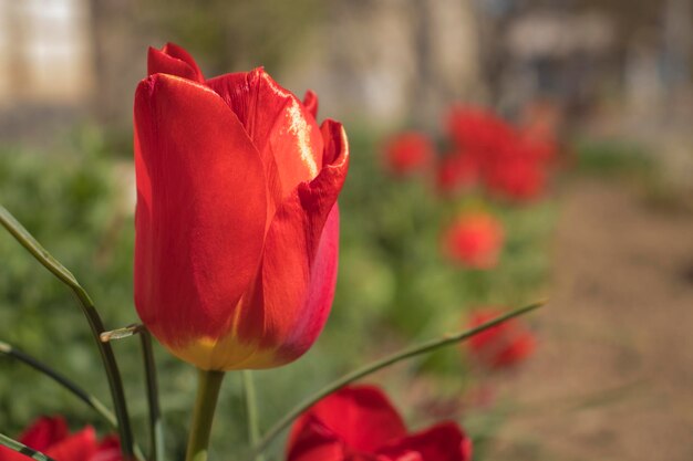 Tulipano rosso su uno sfondo verde sfocato