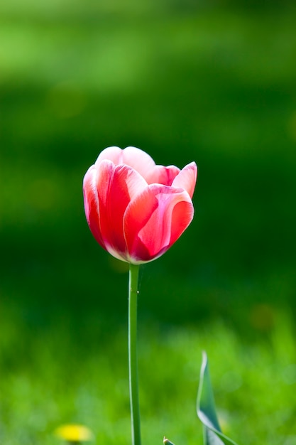 tulipano rosso sul giardino