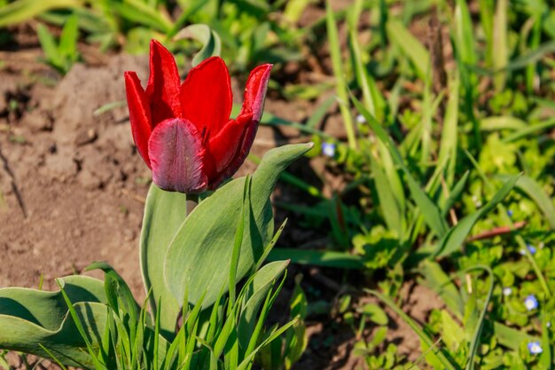 Tulipano rosso sull'aiuola in giardino