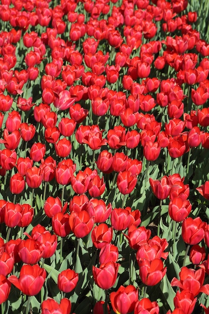 Tulipano rosso