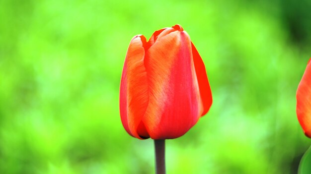 Tulipano rosso