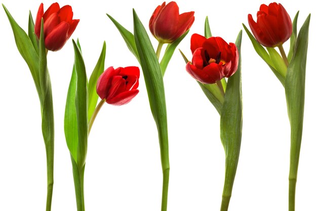 Tulipano rosso