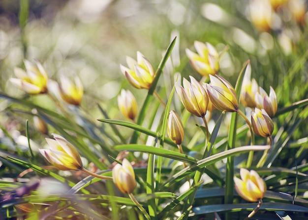 Tulipano selvatico giallo nel giardino Bieberstein Tulip