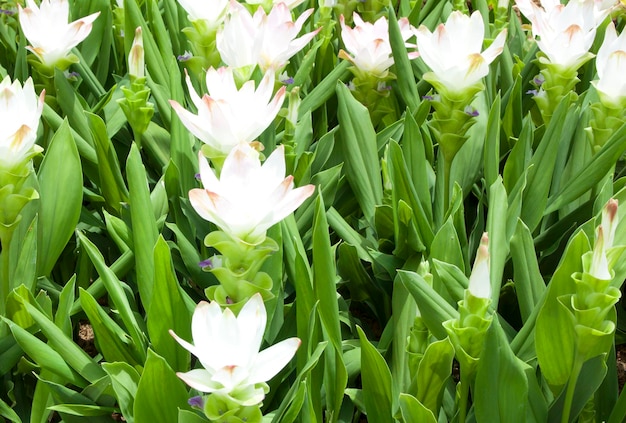 Tulipano Siam bianco in fiore