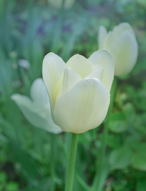 Tulipano trionfante Calgary