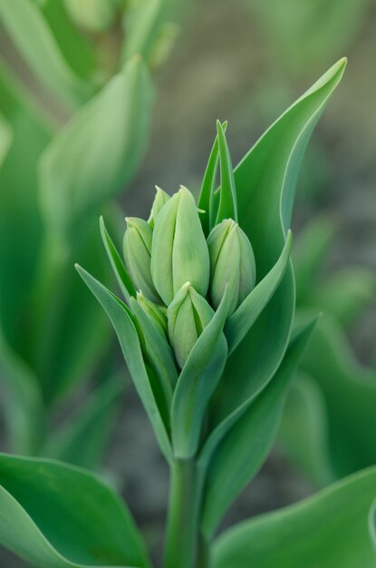 Tulipano verde Weisse Berliner