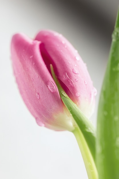 Tulipano viola con gocce d'acqua su isolato su bianco