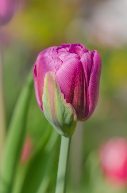 Tulipano viola doppio colorato bellissimo Tulipano viola come peonia