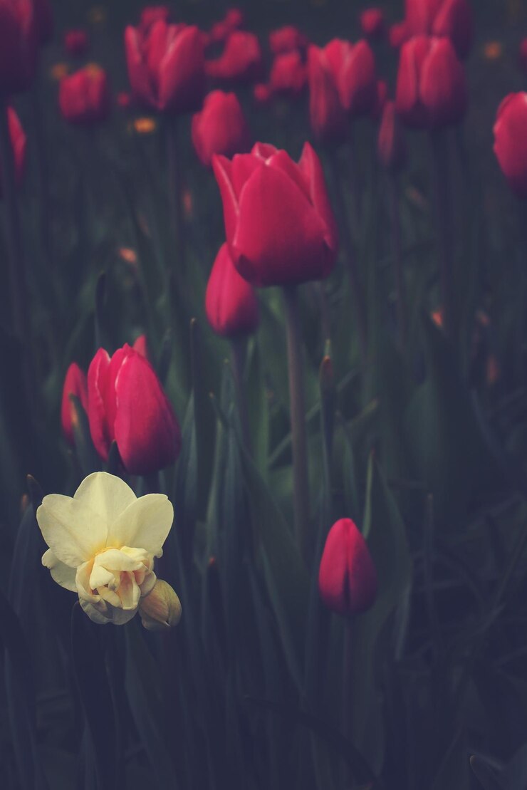 Foto tulipano