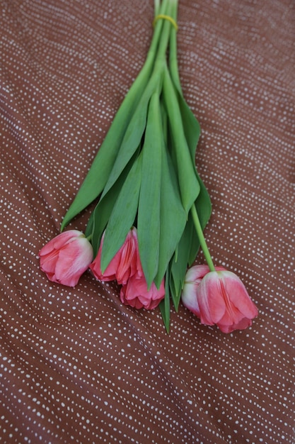 tulipano