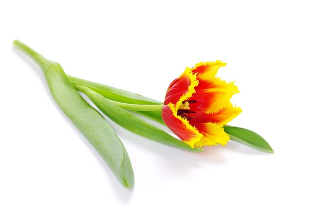 tulipano