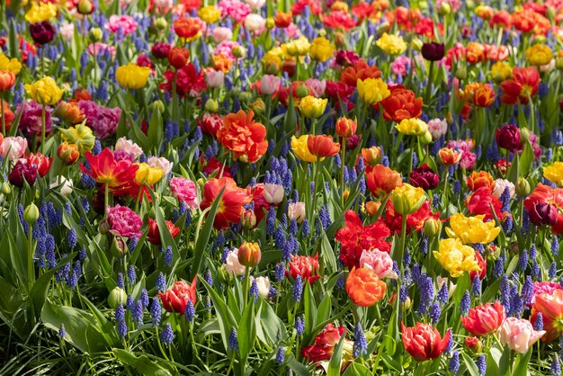 Tulipi colorati, giacinto e narcisi su un campo a Keukenhof, nei Paesi Bassi