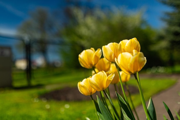 Tulipi gialli in un parco