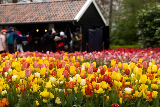 Tulipi gialli rossi e bianchi multicolori nel parco di Keukenhof e i suoi visitatori in bokeh