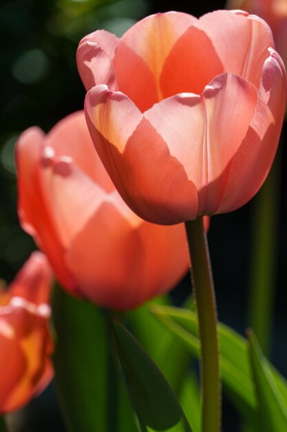 Tulipi in un giardino tedesco