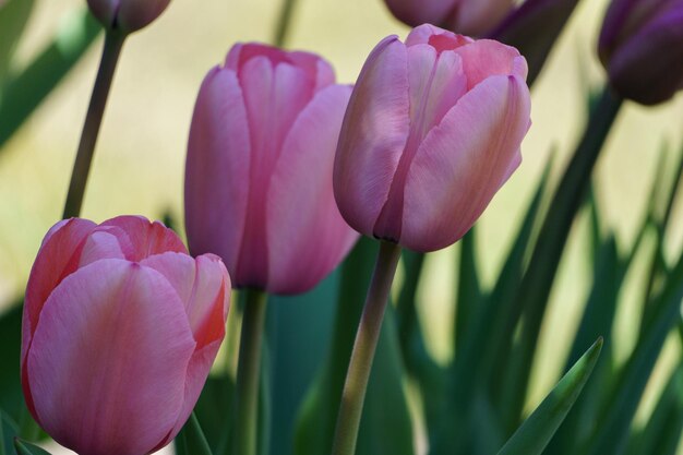 Tulipi in un giardino tedesco