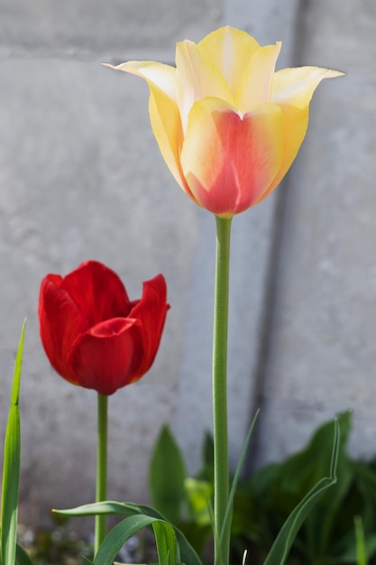 Tulipi nel giardino primaverile up close bellissimi tulipani luminosi che crescono all'aperto in una giornata di sole