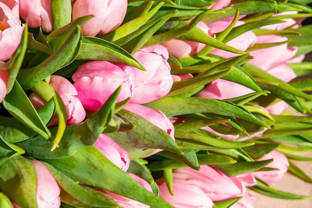 Tulipi rosa in primo piano alla luce solare