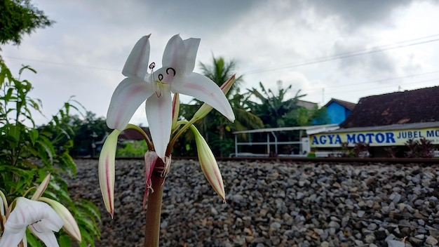 Tulungagung Indonesia 4 dicembre 2023 Lili a fiore lungo Lili di Pasqua Lili di Tromba Bianca Lili in fiore