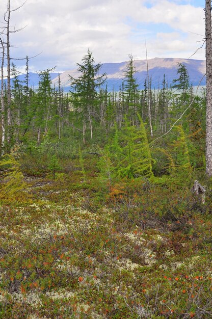 Tundra ai piedi dell'altopiano di Putorana