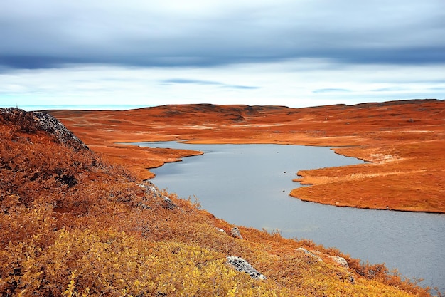 tundra paesaggistica / paesaggio estivo nella tundra settentrionale, muschio, ecosistema