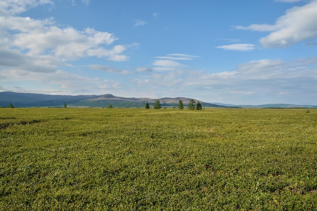 Tundra pedemontana