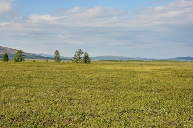 Tundra pedemontana