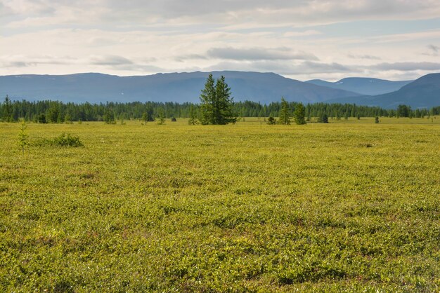 Tundra pedemontana