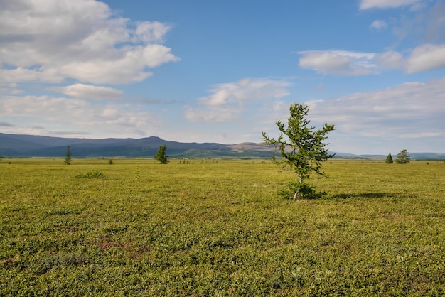 Tundra pedemontana