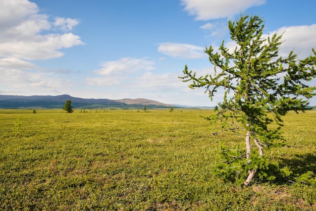 Tundra pedemontana