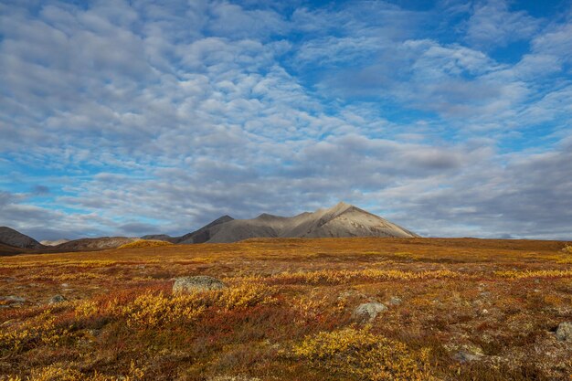 Tundra polare