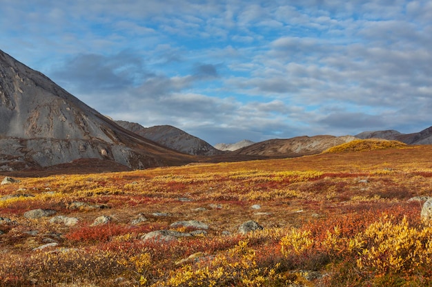 Tundra polare