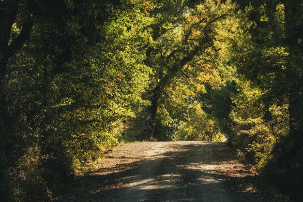 Tunnel dagli alberi