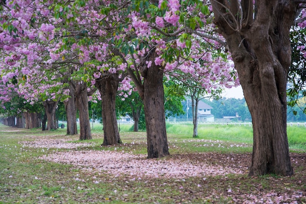 Tunnel degli alberi