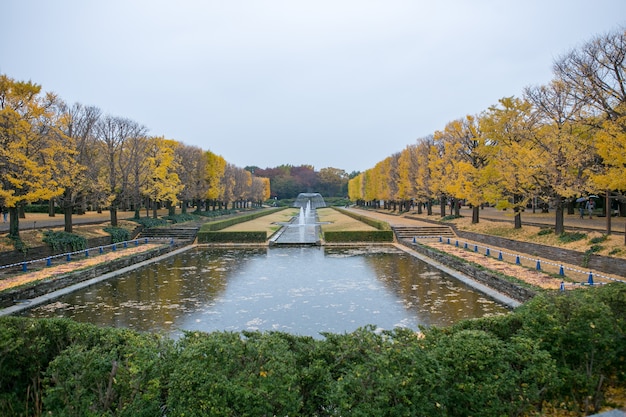 Tunnel dell&#39;albero del ginkgo di autunno nel parco commemorativo di Showa, Giappone