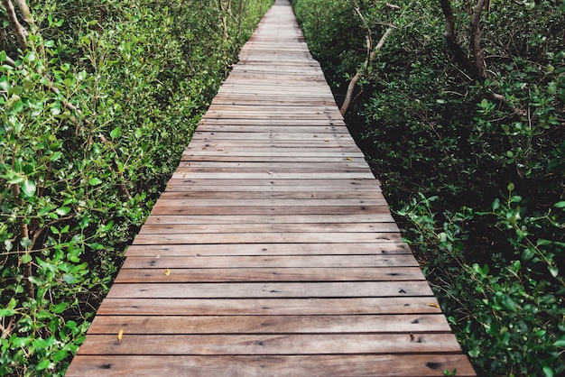 Tunnel dell&#39;albero, ponte di legno nella foresta della mangrovia a Laem Phak Bia, Phetchaburi, Tailandia