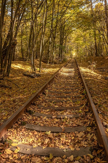 Tunnel dell'amore. Arco di alberi. La bellezza dell'Ucraina. Colori autunnali. Stagione delle foglie gialle.