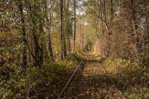 Tunnel dell'amore. Arco di alberi. La bellezza dell'Ucraina. Colori autunnali. Stagione delle foglie gialle.