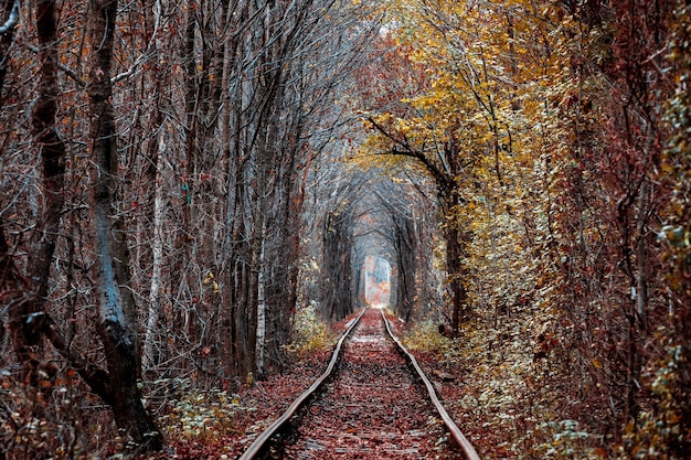 Tunnel dell'amore in autunno. Ferrovia e tunnel dagli alberi