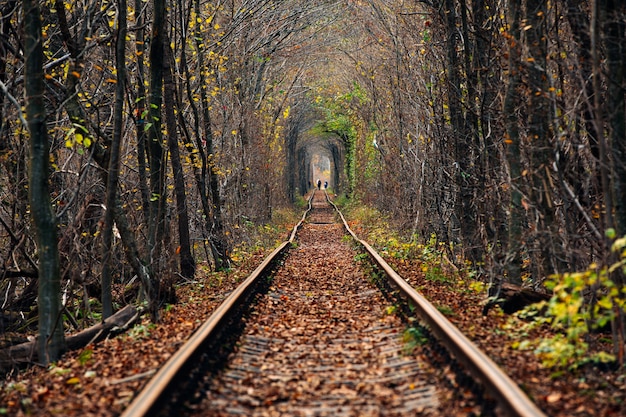 Tunnel dell'amore in autunno. Ferrovia e tunnel dagli alberi