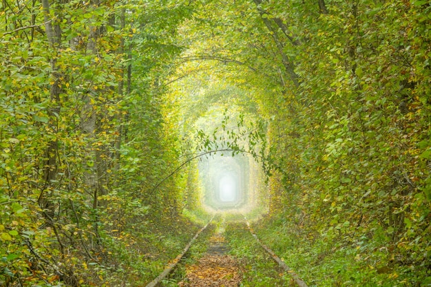 Tunnel dell'amore ucraino a Klevan e un ramoscello romantico